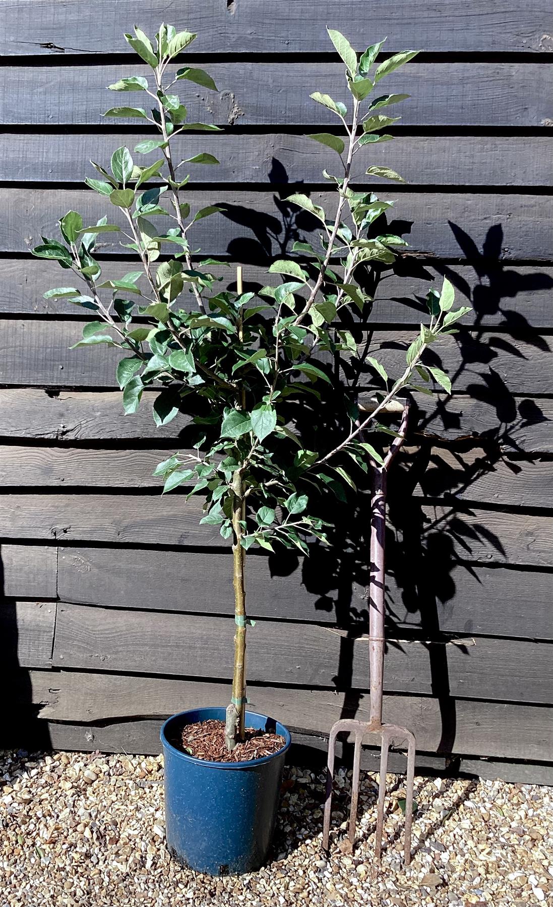 Apple tree 'Discovery' | Malus domestica - MM106 - Semi-Dwarfing - Height 140-150cm - 20lt