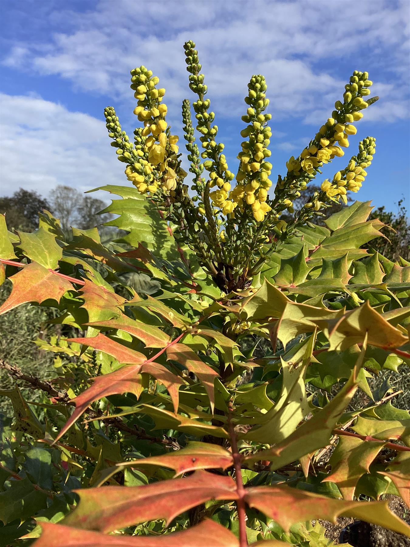 Mahonia media Charity | Oregon grape 'Charity' - 180cm, 50lt