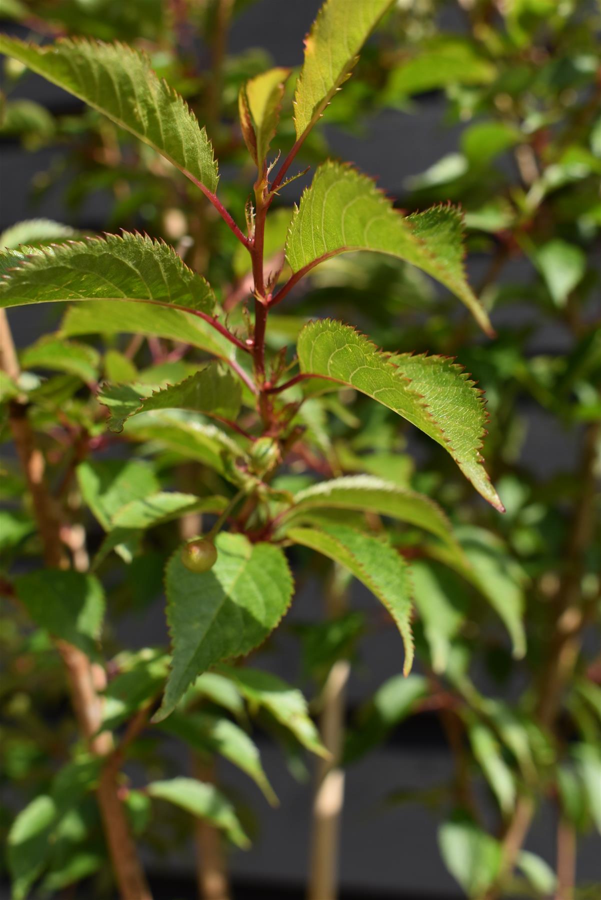 Cherry 'Okame' | Prunus 'Okame'  180-220cm - 12lt