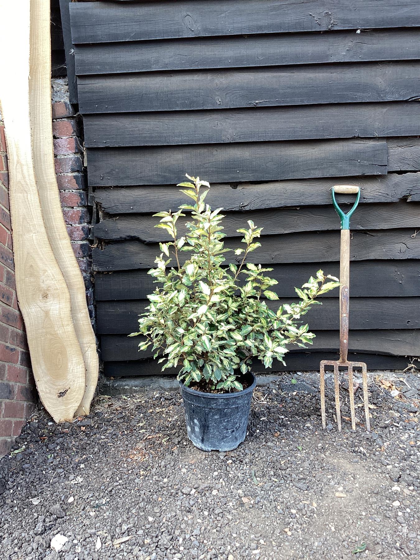 Elaeagnus 'Maryline' (Abrela) | Evergreen Silverthorn - 80-100cm, 15lt