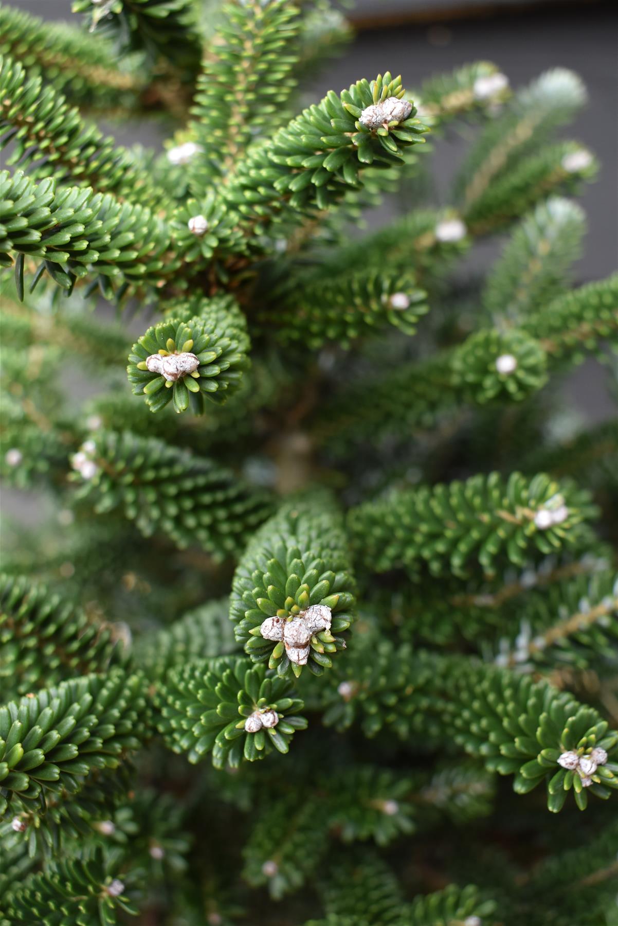 Abies koreana 'Seestern' | Korean Fir - Height 30-40cm - Width 40-50cm - 11lt