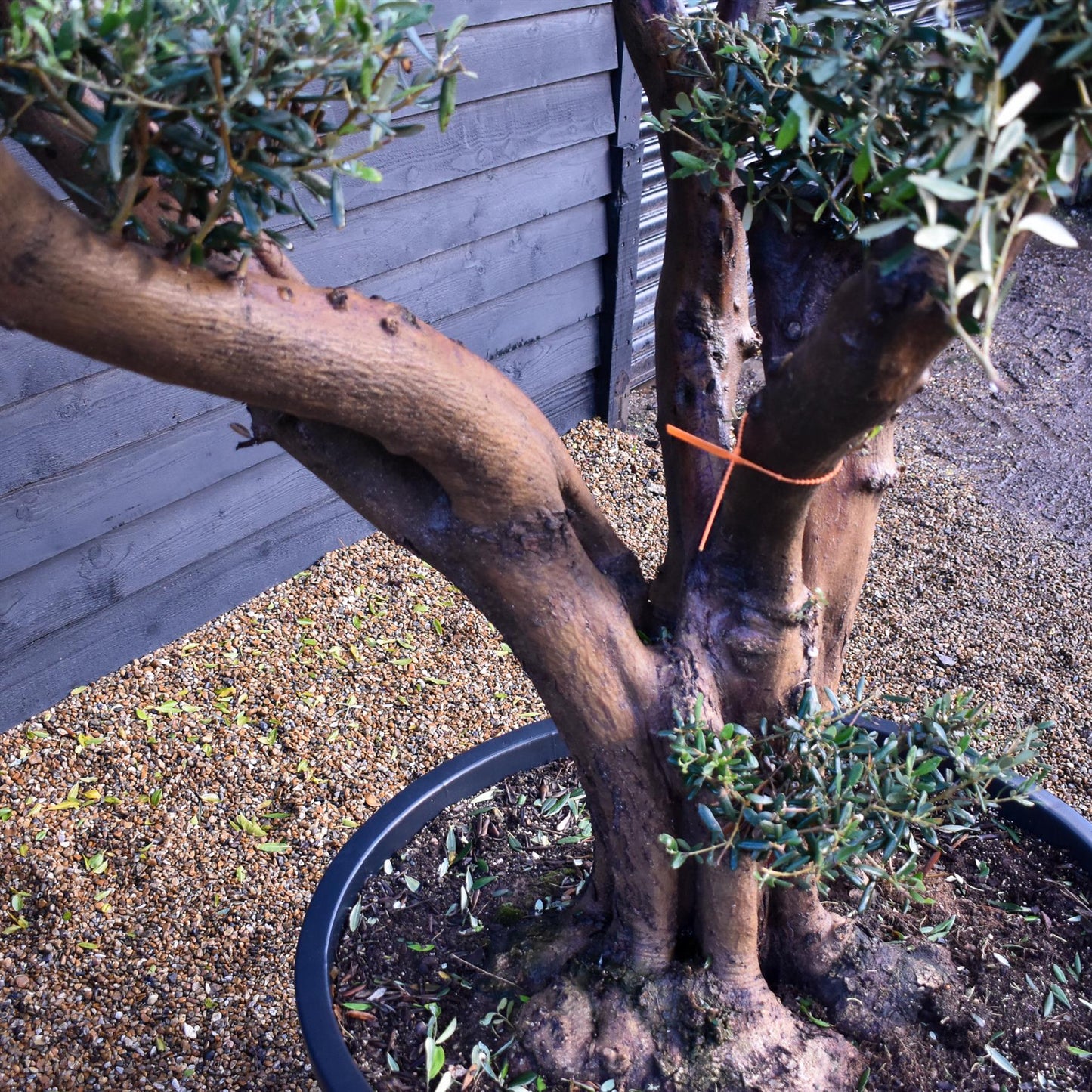 Olive Tree | Olea Europea - Specimen  - Forking branches - Height 250 -300 cm - 280lt