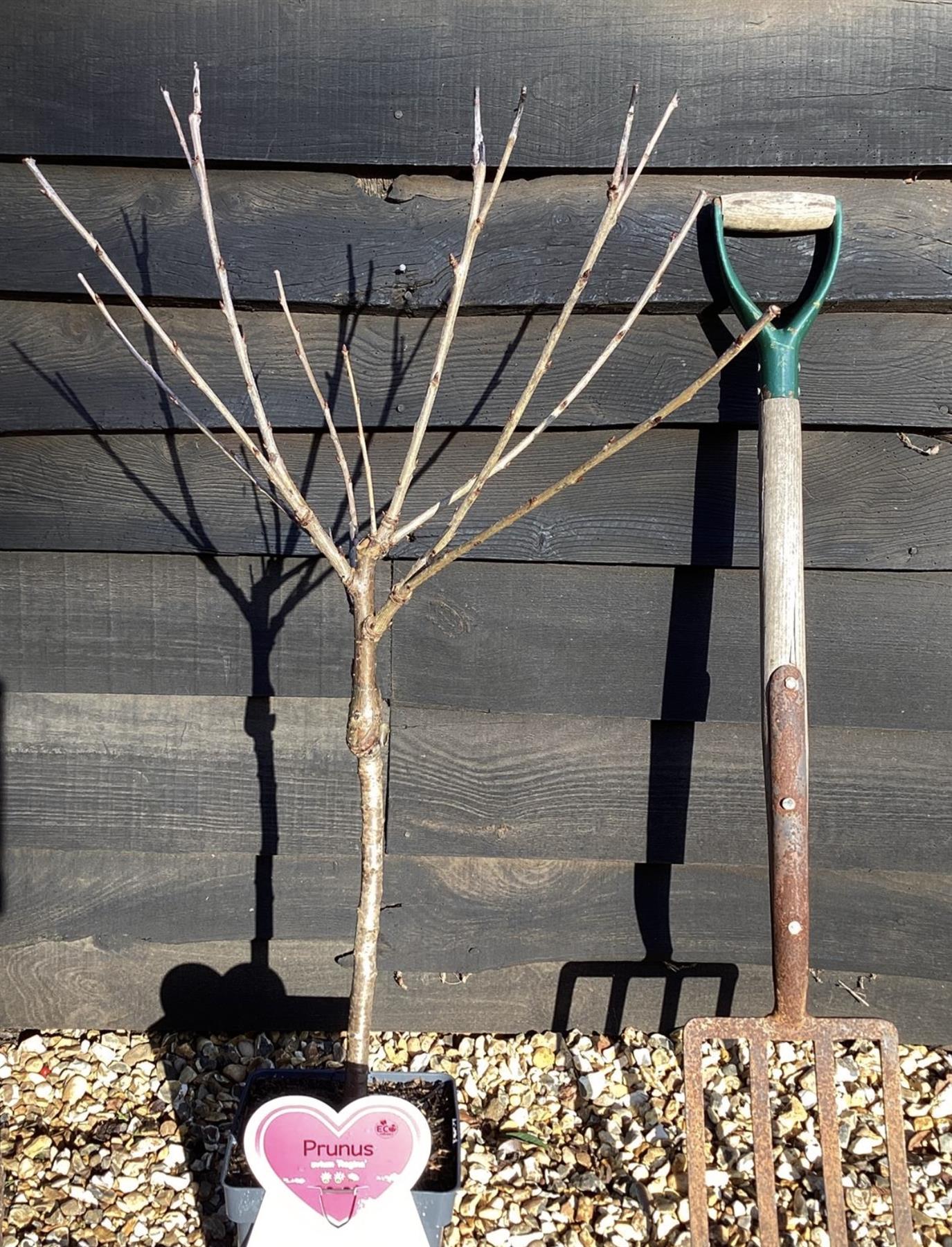 Prunus avium 'Regina' | Sweet Cherry 'Regina' - 100-120cm, 7lt