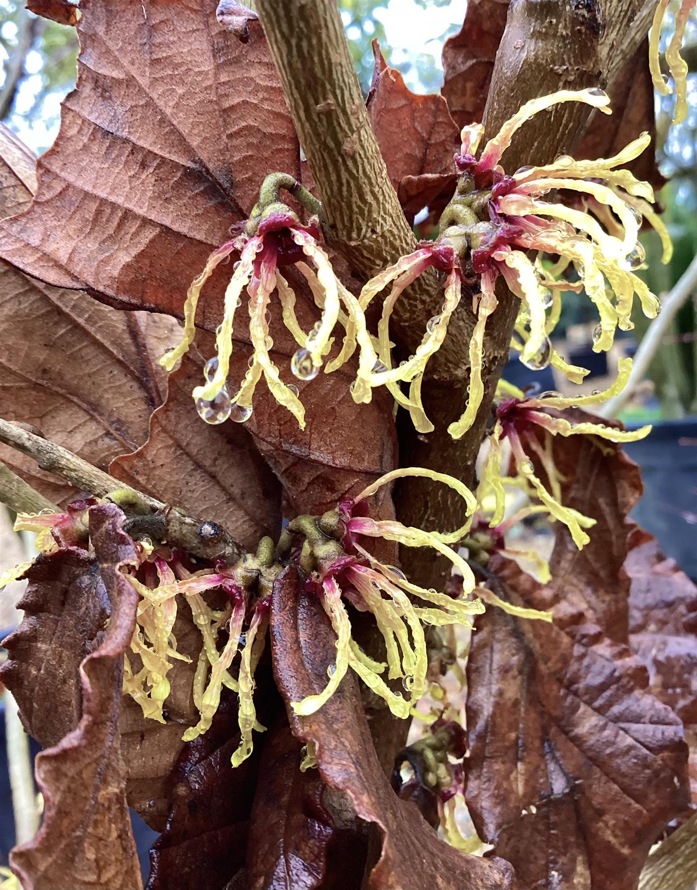 Hamamelis x intermedia 'Pallida' | Witch hazel - Height 150cm - 25lt