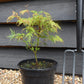 Acer palmatum 'Emerald Lace' | Japanese maple 'Emerald Lace' - 25-45cm - 3lt