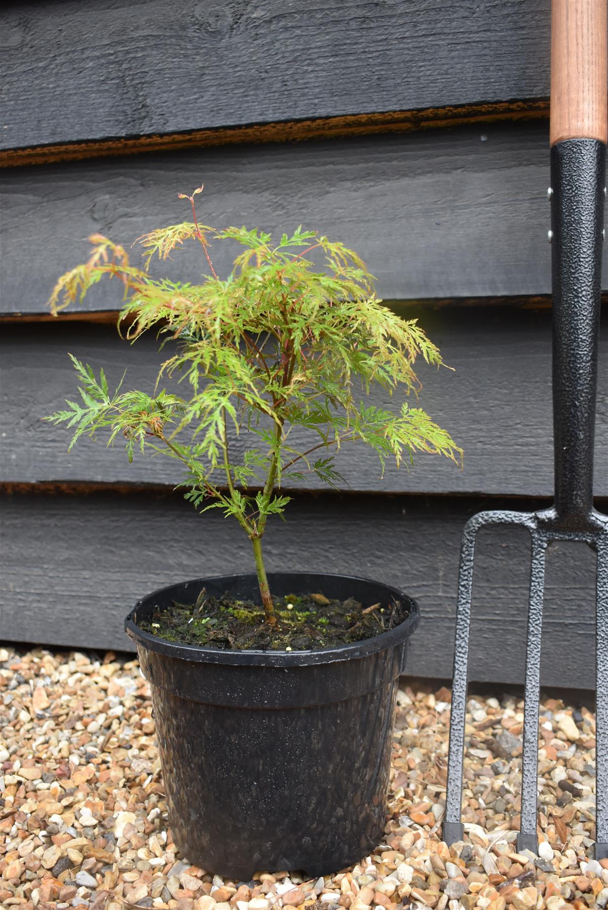 Acer palmatum 'Emerald Lace' | Japanese maple 'Emerald Lace' - 25-45cm - 3lt