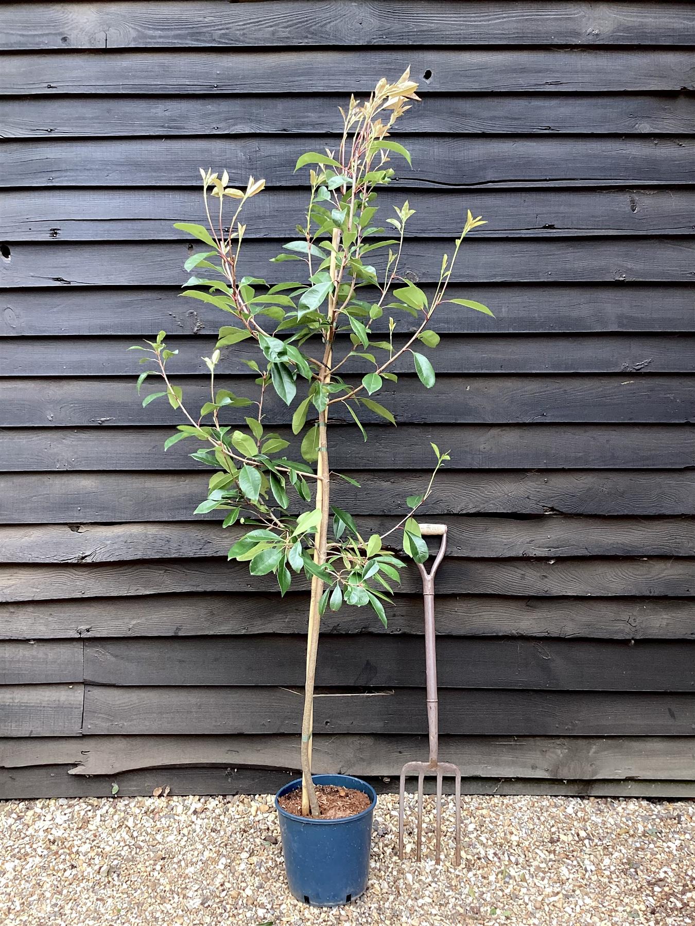 Photinia Red Robin | Christmas berry 'Red Robin'  - 150-200cm, 10lt