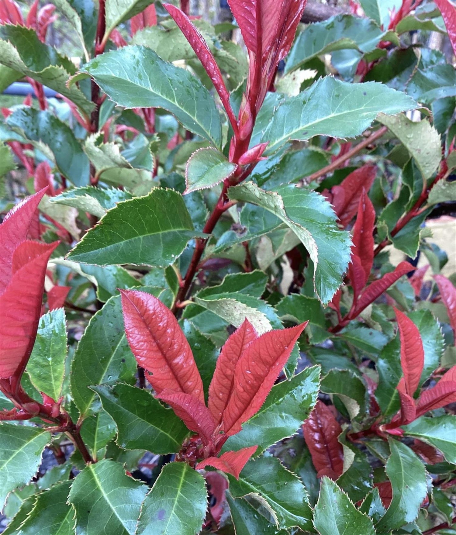 Photinia × fraseri 'Magical Volcano' - Single Stem 100cm - Height 160cm - 15lt