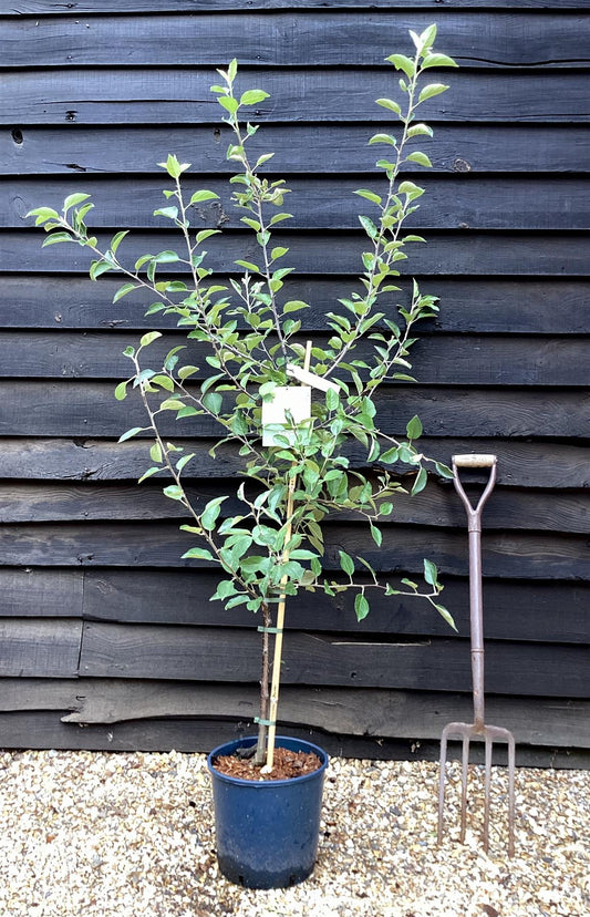 Apple tree 'Braeburn' | Malus domestica - MM106 - Semi-Dwarfing - 150-160cm - 10lt