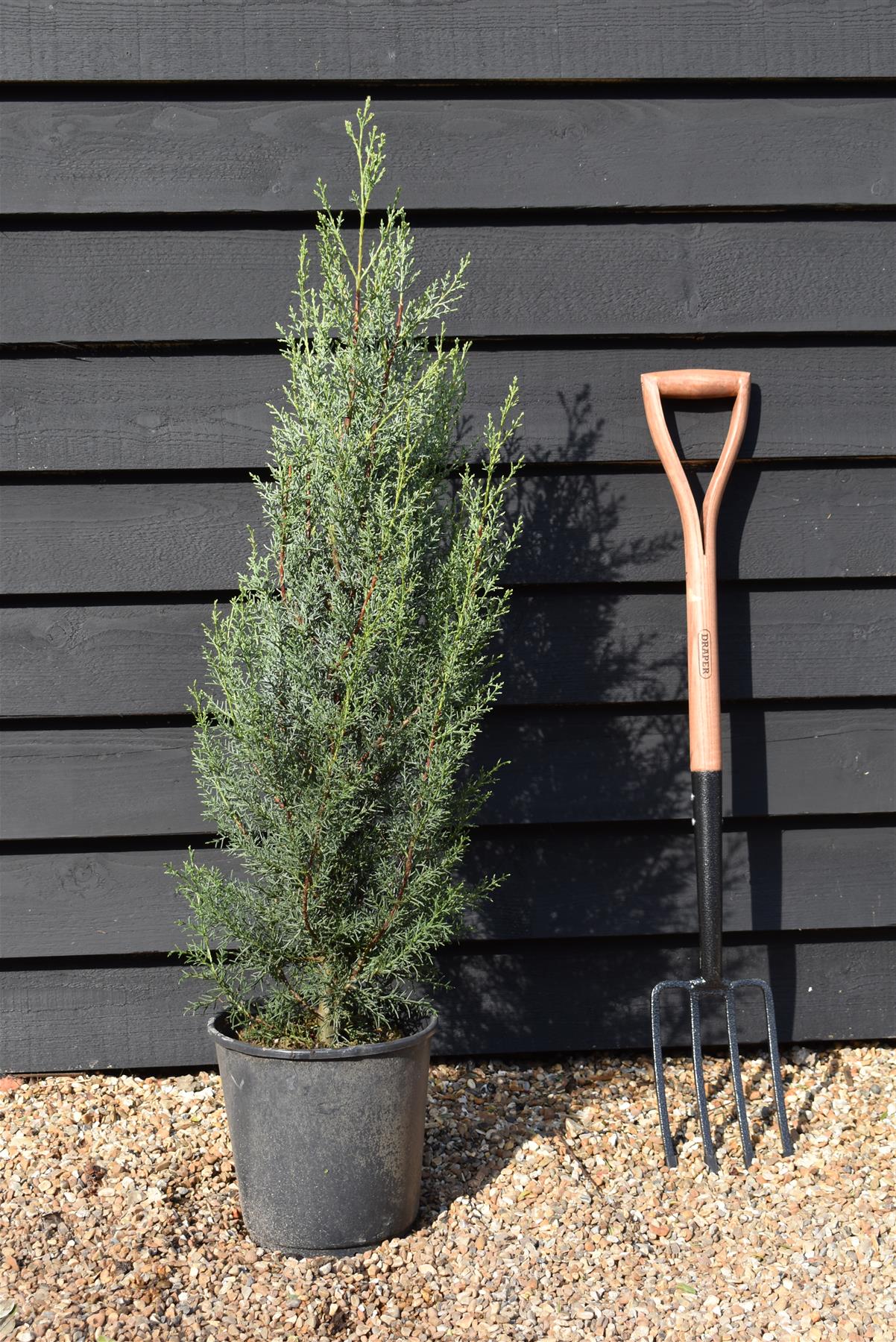 Cupressus arizonica 'Glauca' - Height - 100-120cm - 10lt