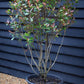 Photinia x fraseri Red Robin Compacta - Multistem - Height 180cm - 90lt