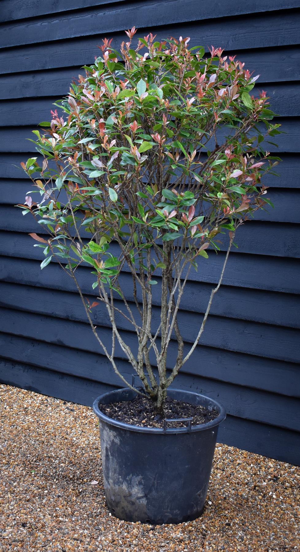 Photinia x fraseri Red Robin Compacta - Multistem - Height 180cm - 90lt