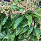 Pieris japonica Shrub - Bush - Height 100cm Width 70cm - 35lt