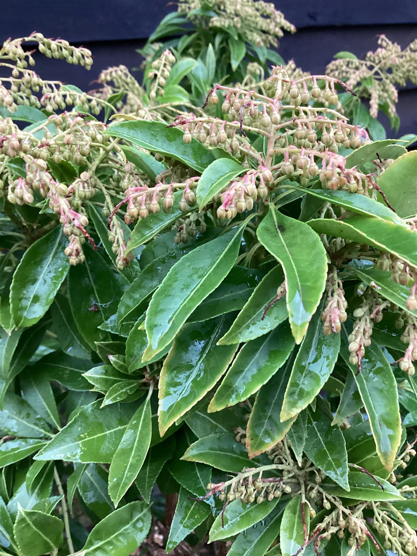 Pieris japonica Shrub - Bush - Height 100cm Width 70cm - 35lt