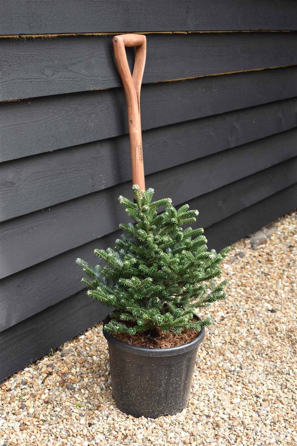 Abies koreana 'Seestern' | Korean Fir - Height 30-40cm - Width 40-50cm - 11lt