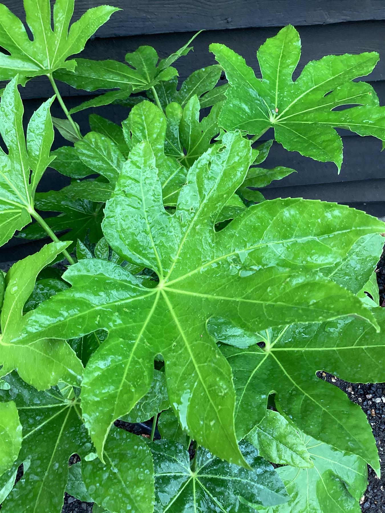 Fatsia japonica (Japanese aralia) - 60/80cm, 15lt