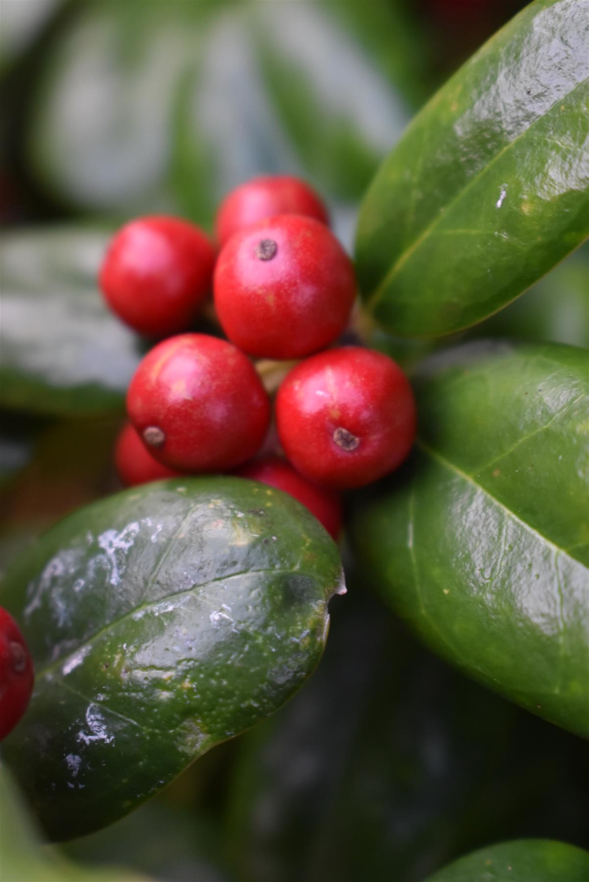 Ilex Cornuta Furcata | Chinese or Horned Holly- Cone - Height 170-180cm - 25lt