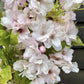 Prunus amanogawa |Flagpole Cherry -  Girth 26cm - Height 400cm - 180lt