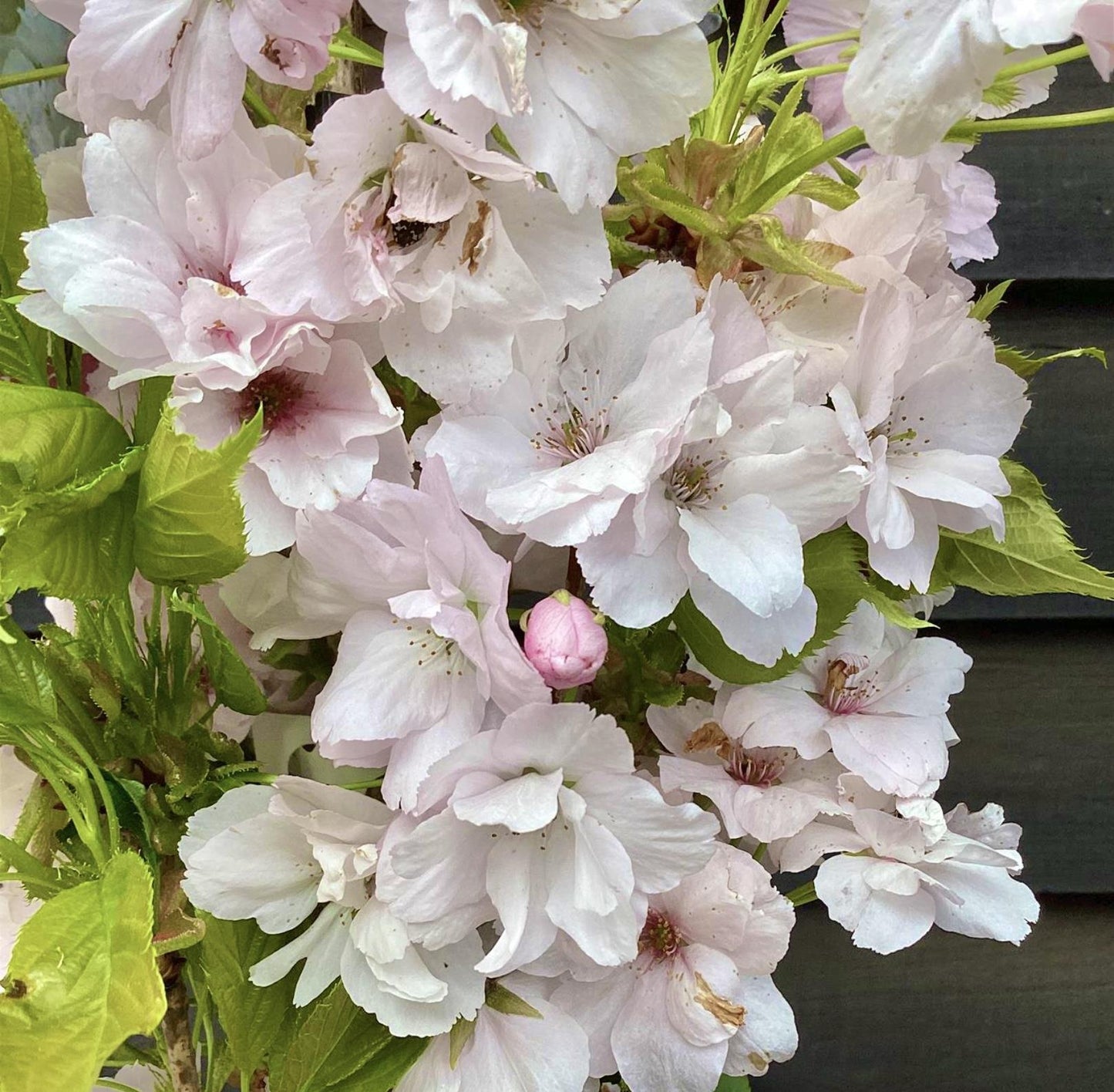 Prunus amanogawa |Flagpole Cherry -  Girth 26cm - Height 400cm - 180lt