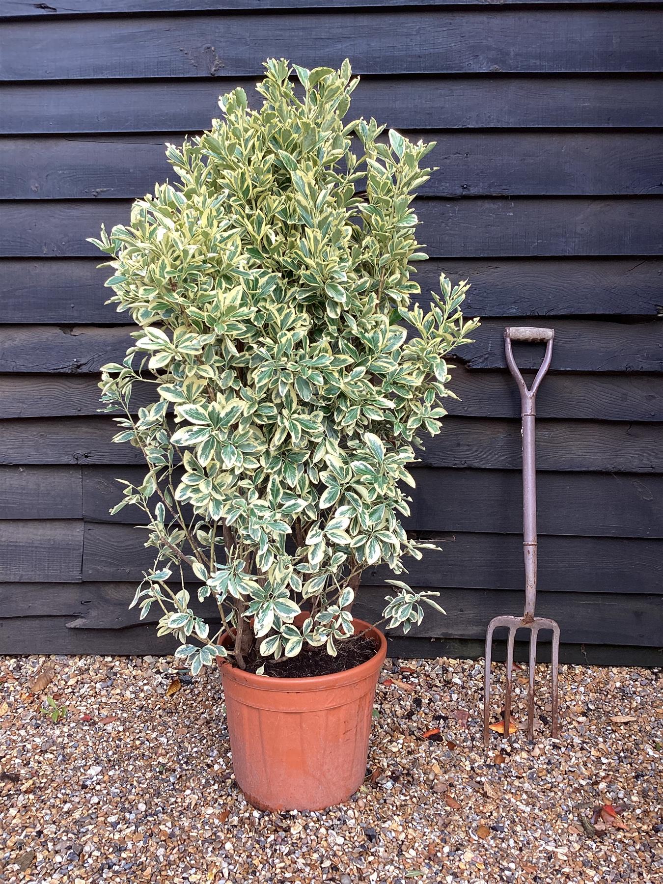 Euonymus japonicus 'Bravo' - 100-115cm - 25lt