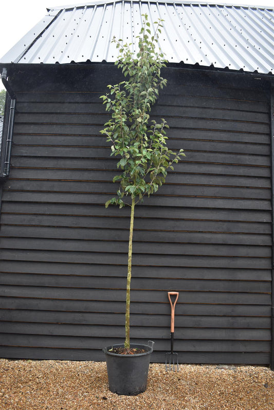 Malus tschonoskii - Crab Apple - Clear Stem - Standard - Girth 8-10cm - 380-400cm - 70lt