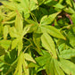 Japanese maple 'Ryusen' | Acer palmatum  - Clear Stem 90cm - Weeping - Height 160-180cm - 35lt