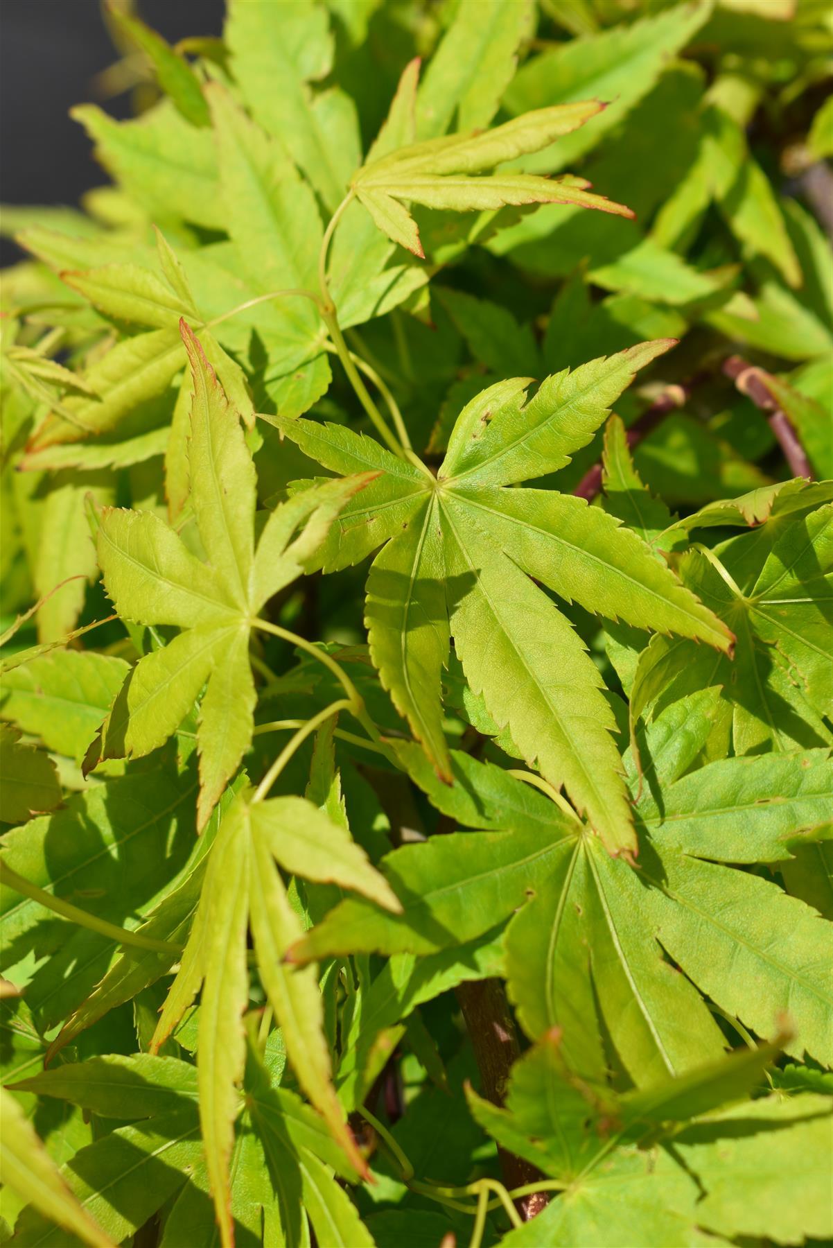 Japanese maple 'Ryusen' | Acer palmatum  - Clear Stem 90cm - Weeping - Height 160-180cm - 35lt