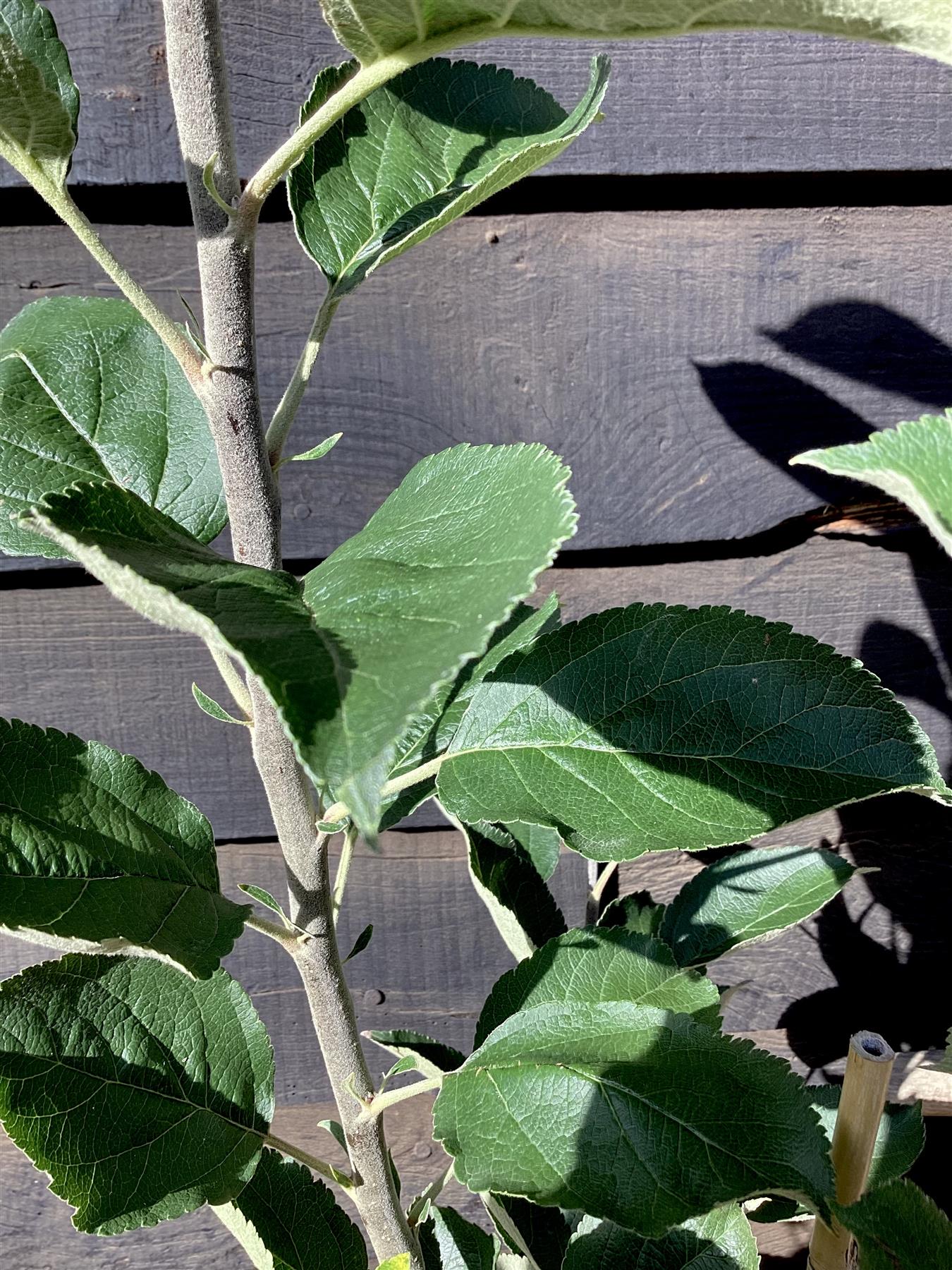 Apple tree 'Lord Lambourne' | Malus domestica - MM106 - Semi-Dwarfing - 150-160cm - 10lt