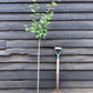 Plum tree 'President' | Prunus domestica - Height 100-120cm - 20lt