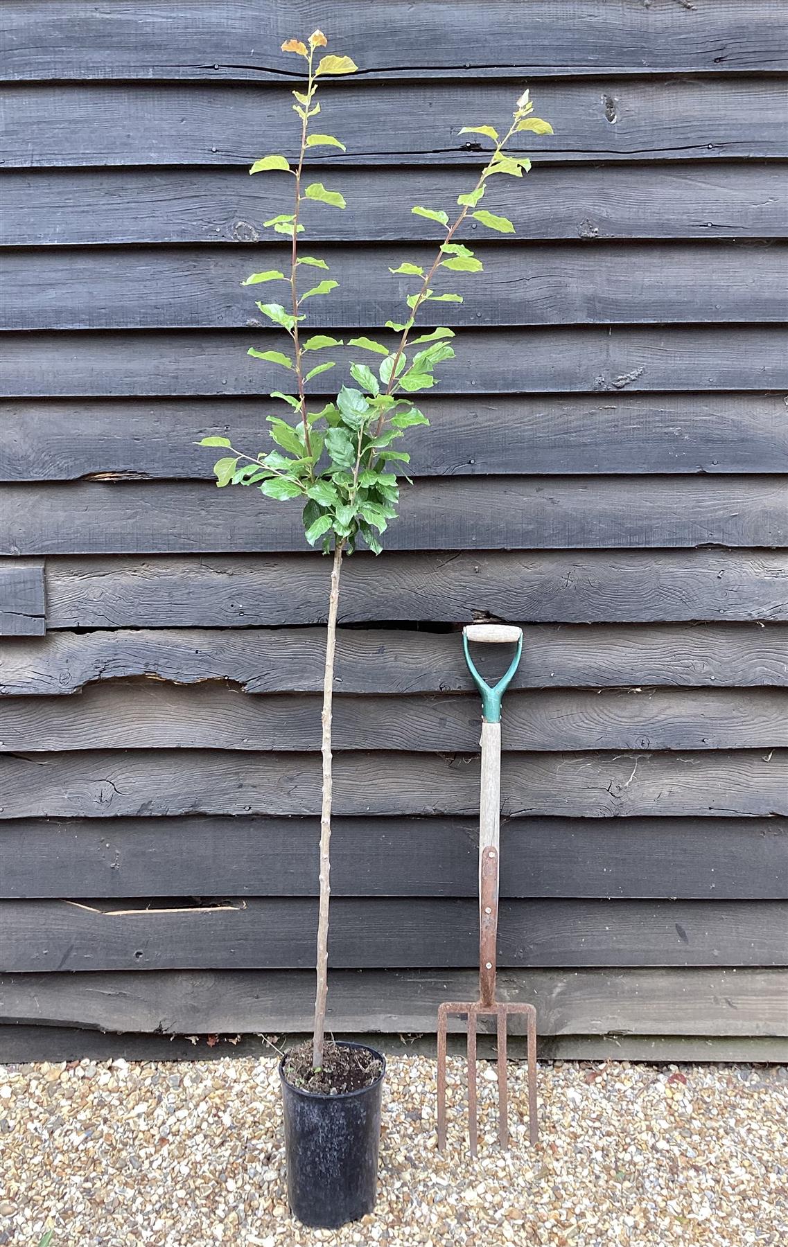 Plum tree 'President' | Prunus domestica - Height 100-120cm - 20lt