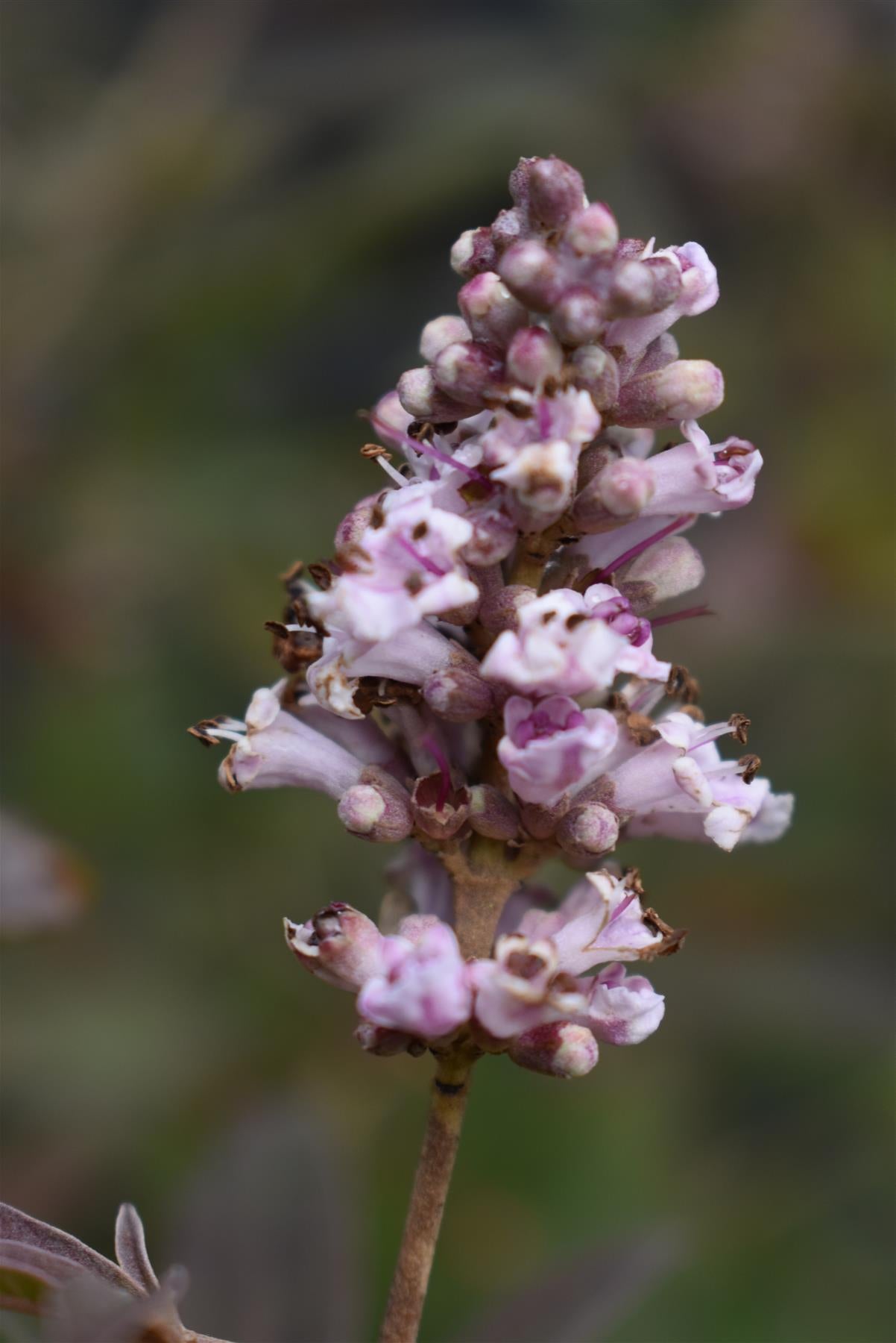 Vitex agnus-castus | Chaste tree (light pink flowers) - Height 125-140cm -  55lt