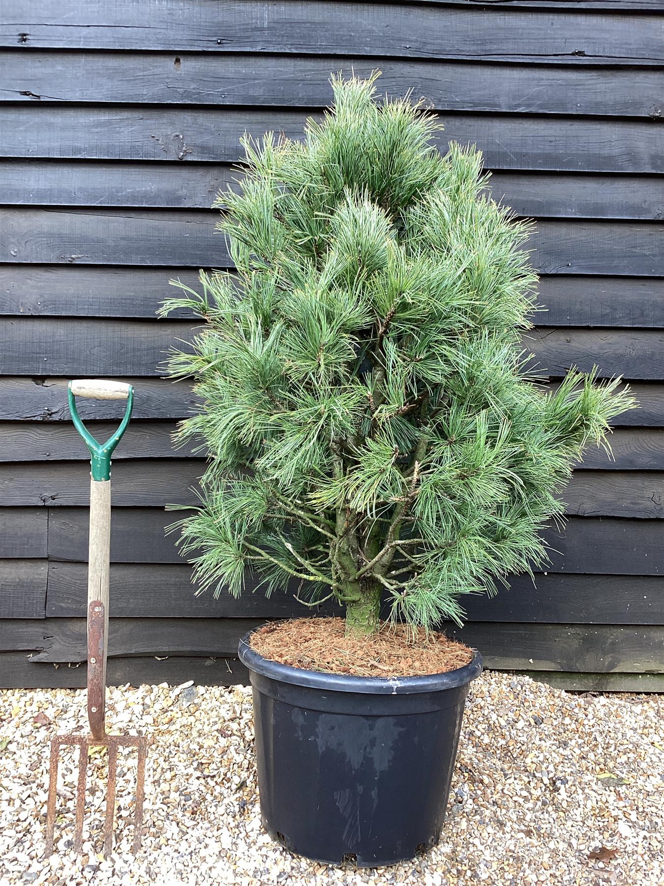 Pinus cembra | Arolla pine - Height 130cm - Width 100-120cm - 65lt