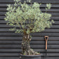 Olive Tree | Olea Europea 1/2 Std Girth 85cm - 210-220cm, 160lt