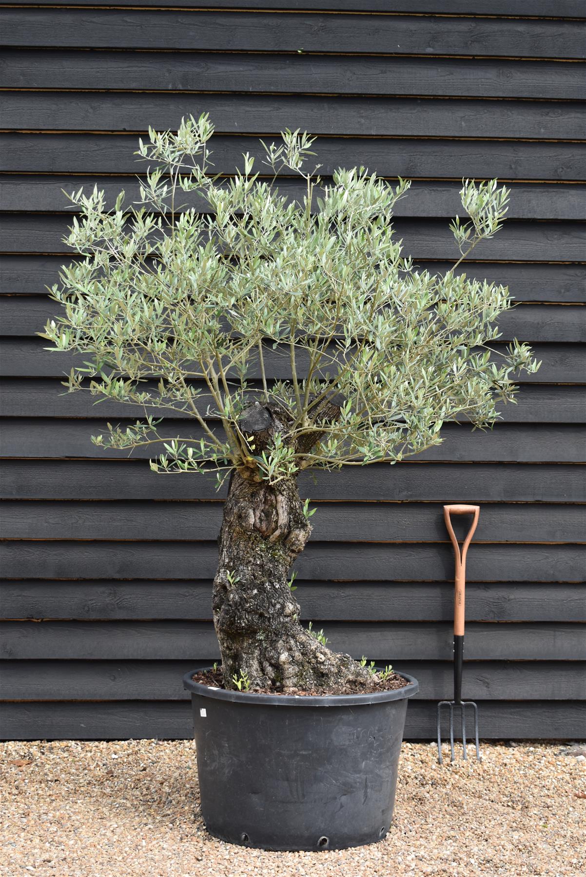 Olive Tree | Olea Europea 1/2 Std Girth 85cm - 210-220cm, 160lt