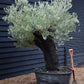 Olive Tree | Olea Europea - Specimen - Leaning double branch gnarly - Trunk height 80cm - Height 170cm - Girth 125cm - 240lt