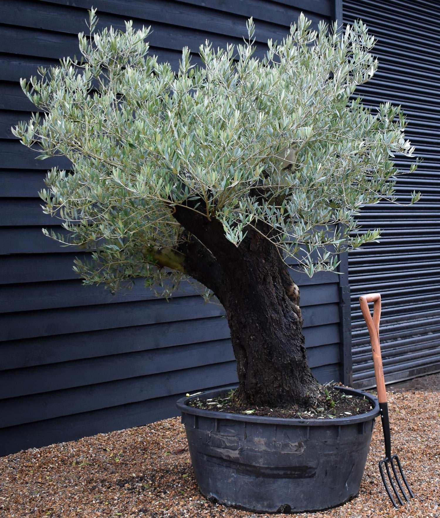 Olive Tree | Olea Europea - Specimen - Leaning double branch gnarly - Trunk height 80cm - Height 170cm - Girth 125cm - 240lt