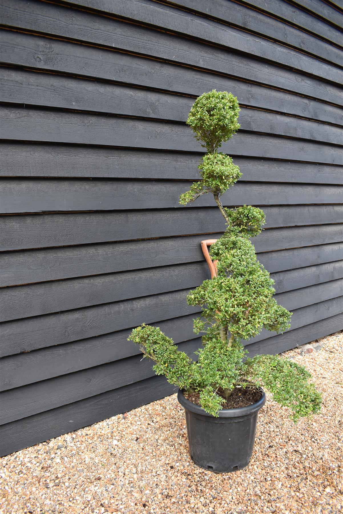 Ilex crenata| Japanese Holly - Bonsai - 25lt