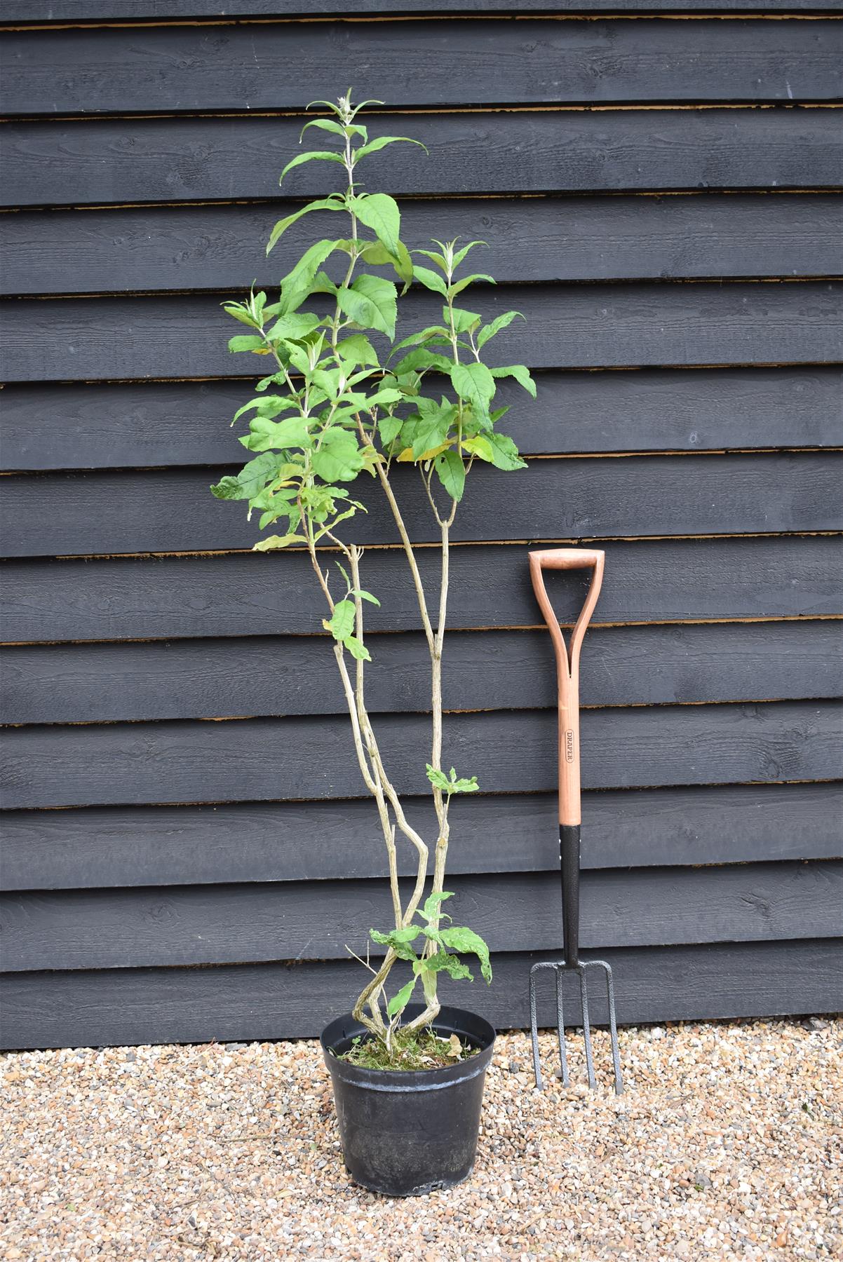 Buddleja Pink Delight - 40-60cm, 10lt