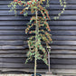 Cotoneaster 'Hybridus Pendulus' | Weeping Cotoneaster - 150-180cm, 10lt