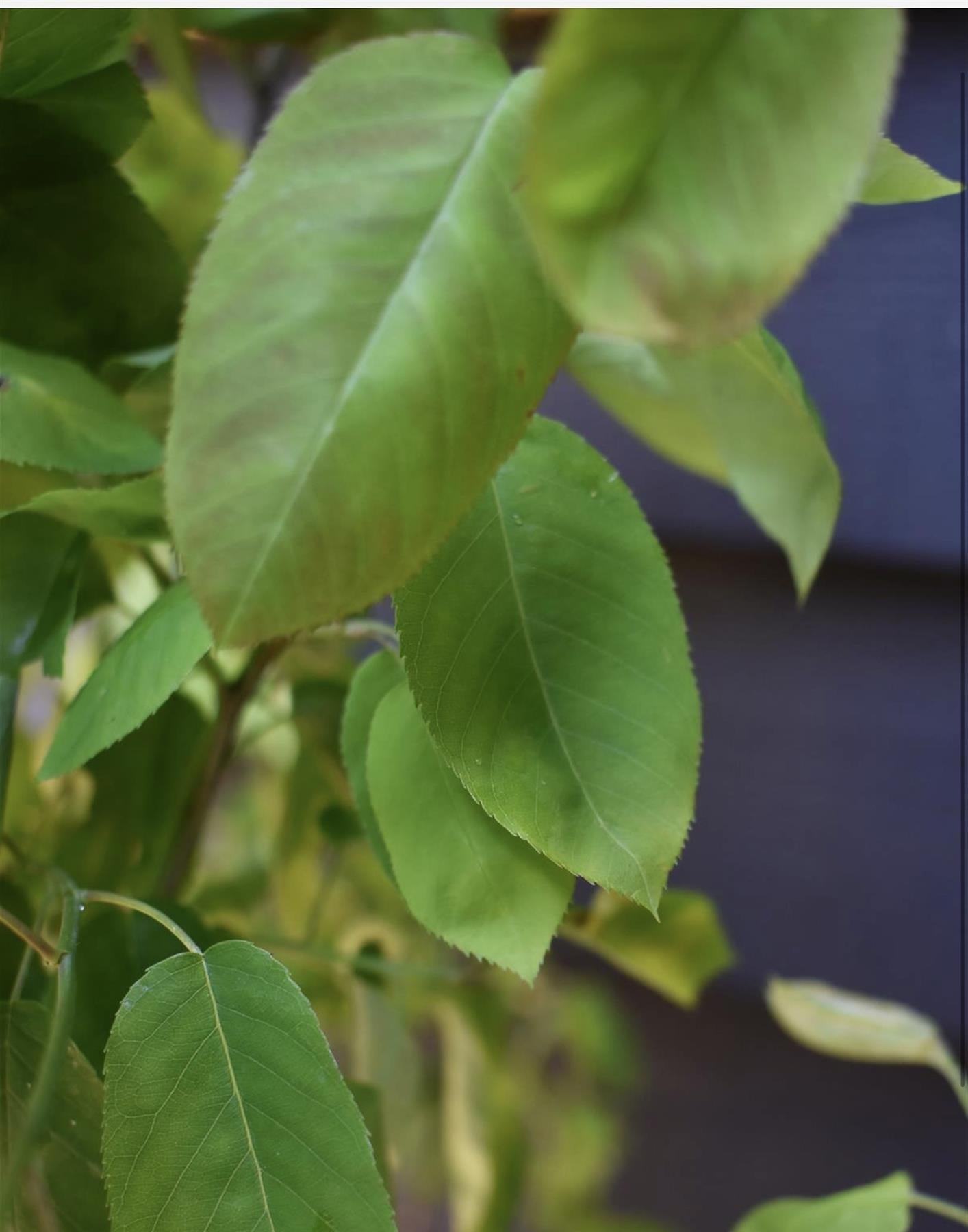 Amelanchier lamarckii | Juneberry - 100-140cm, 20lt