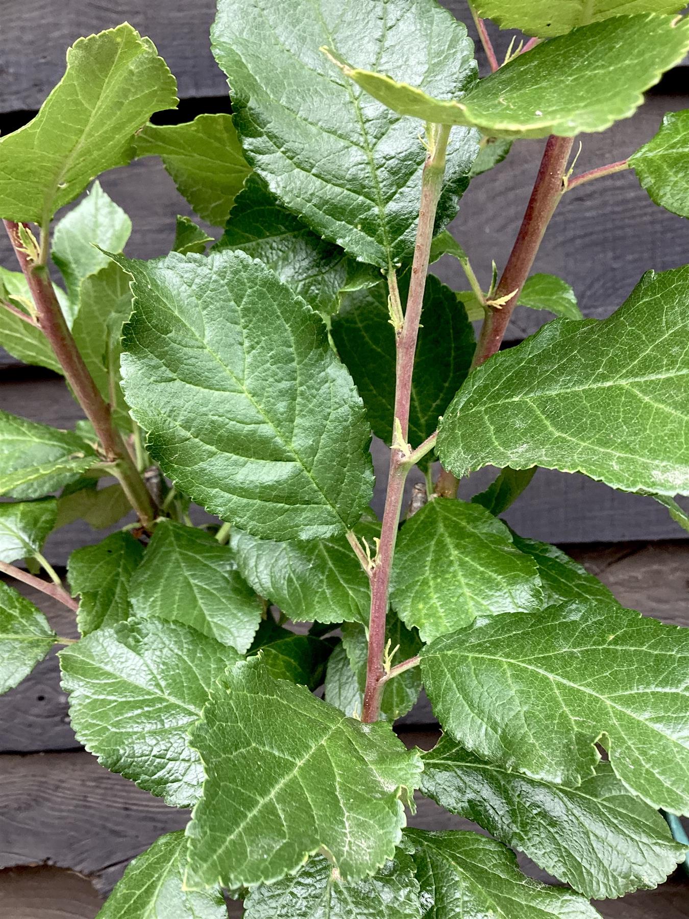 Plum tree 'President' | Prunus domestica - Height 100-120cm - 20lt