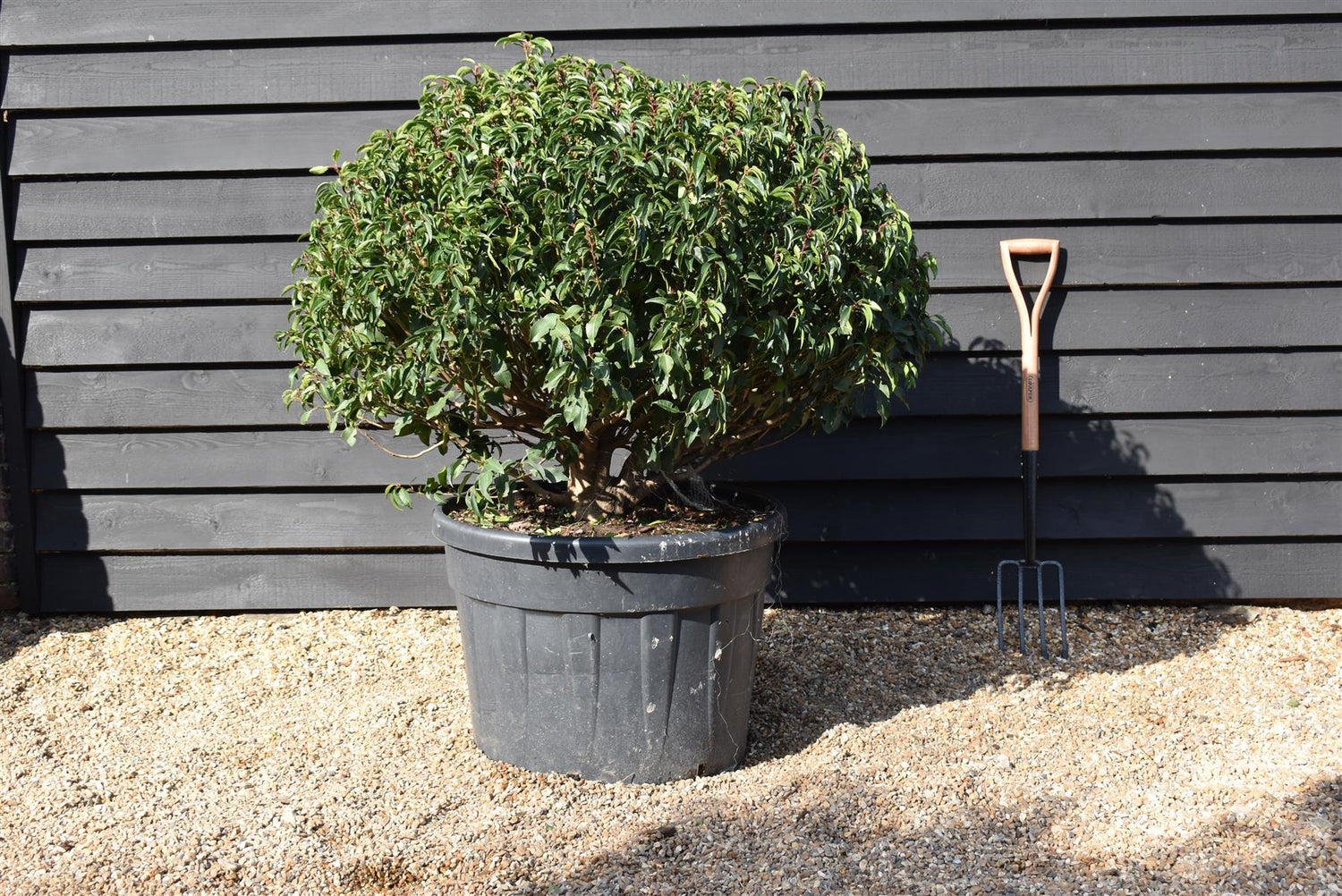 Prunus lusitanica 'Angustifolia' Ball - Width 80-90cm - 55lt