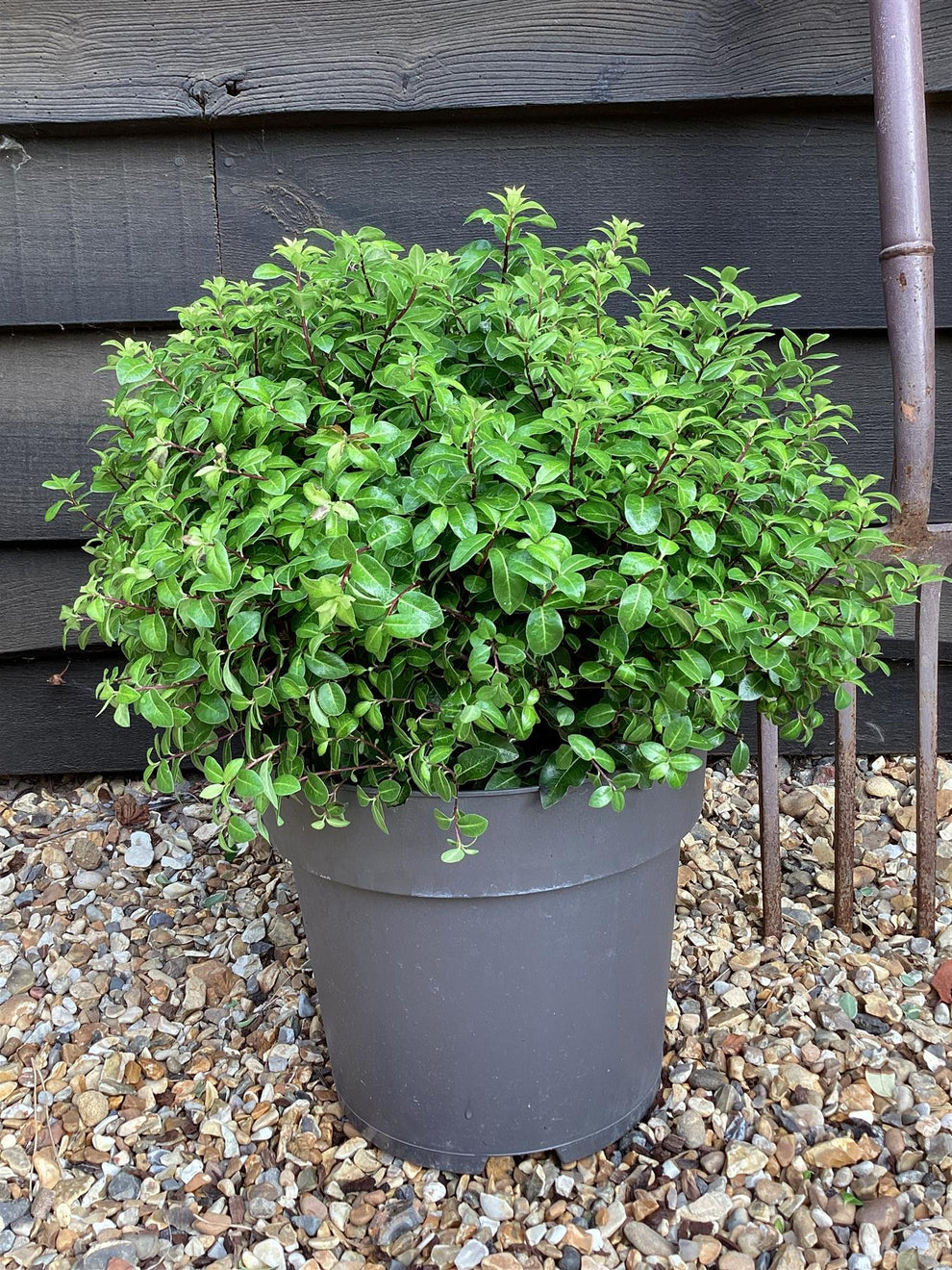 Pittosporum tenuifolium 'Gold Ball' (Golden Ball) - 30cm - 10lt ...