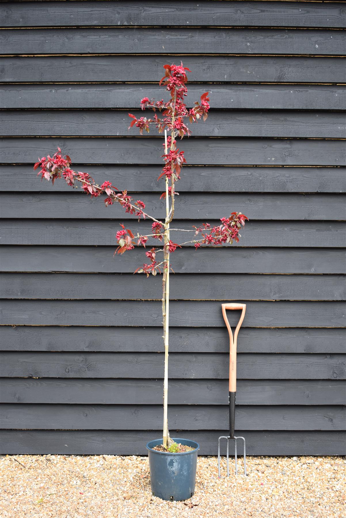 Malus Royalty | Purple Flowering Crab Apple Tree, Clear Stem - 170-200cm, 10lt