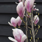 Magnolia x soulangeana | Saucer magnolia - Bushy - Height 180-210cm - 25lt