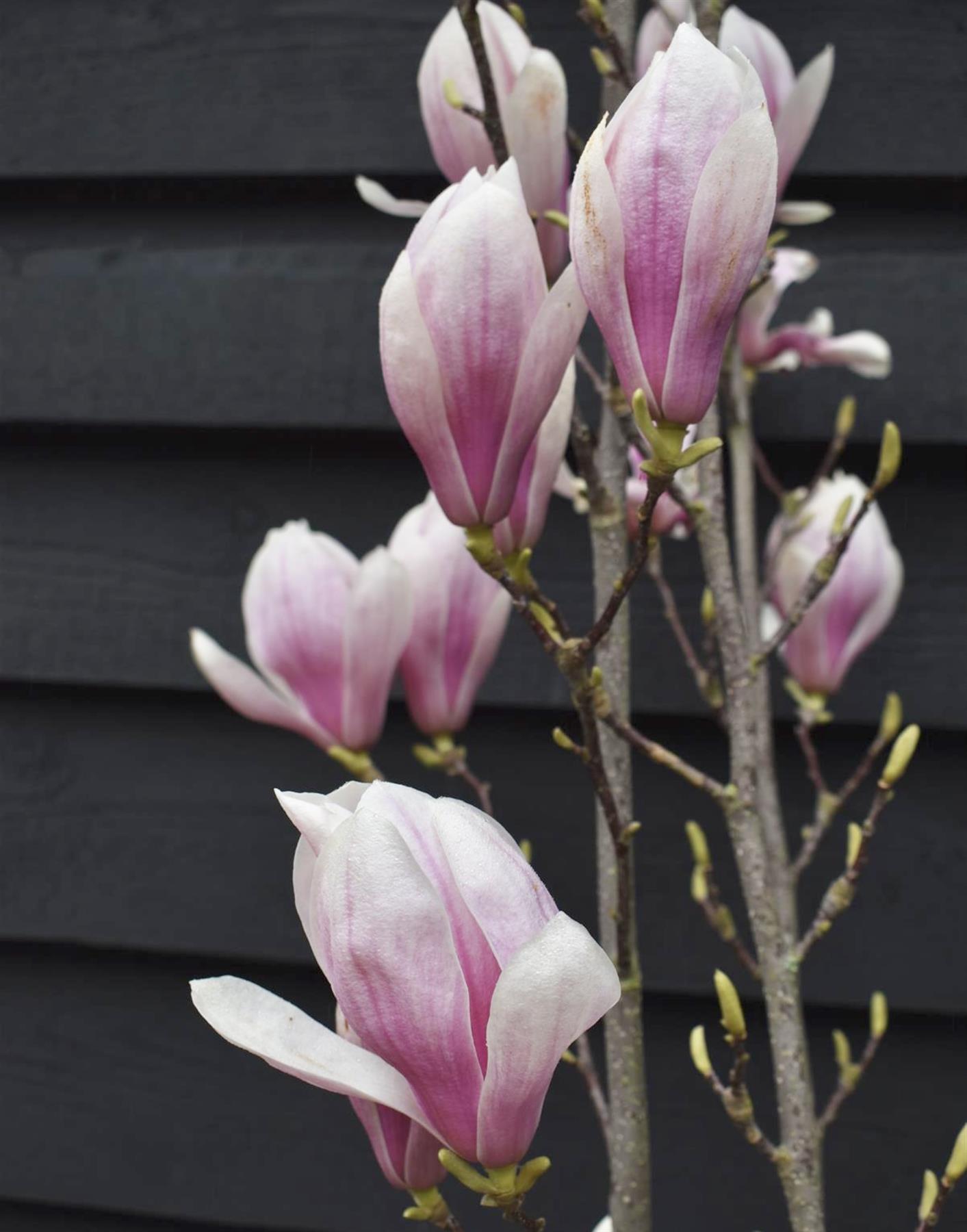 Magnolia x soulangeana | Saucer magnolia - Bushy - Height 180-210cm - 25lt