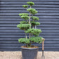 Ilex Crenata Blondie| Japanese Holly Cloud Tree - Bonsai - 200cm - 14 Clouds - 230lt