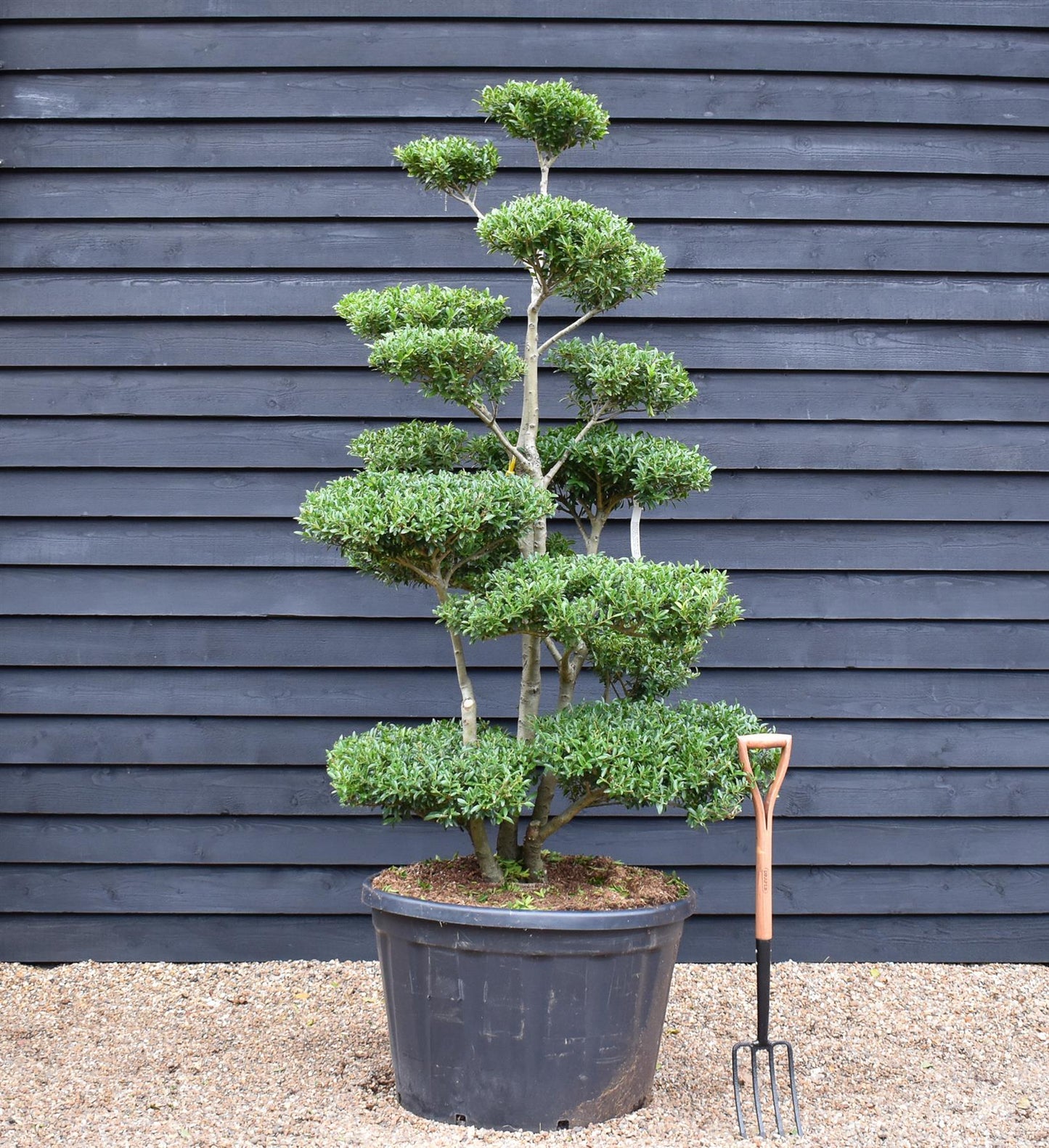 Ilex Crenata Blondie| Japanese Holly Cloud Tree - Bonsai - 200cm - 14 Clouds - 230lt