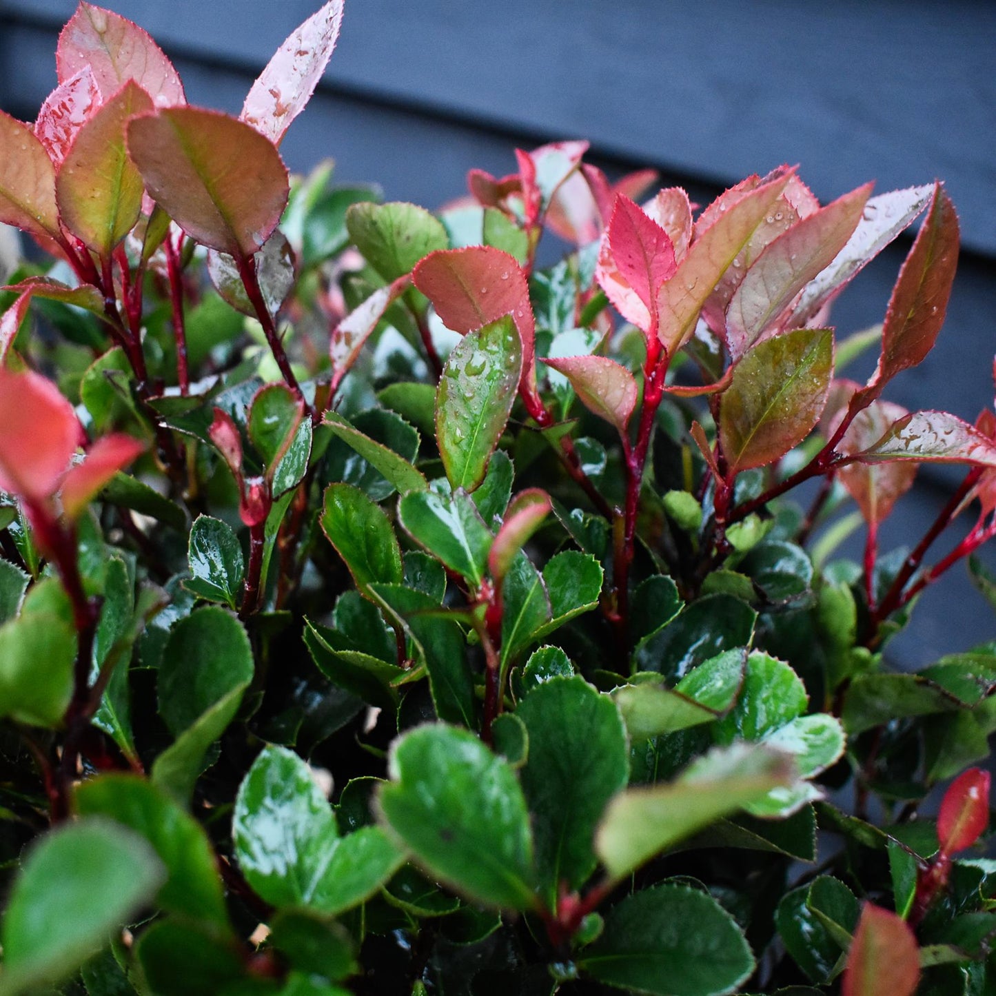 Photinia x fraseri Little Red Robin | Christmas berry 'Little Red Robin' - 1/4 Standard - 100cm - 7lt