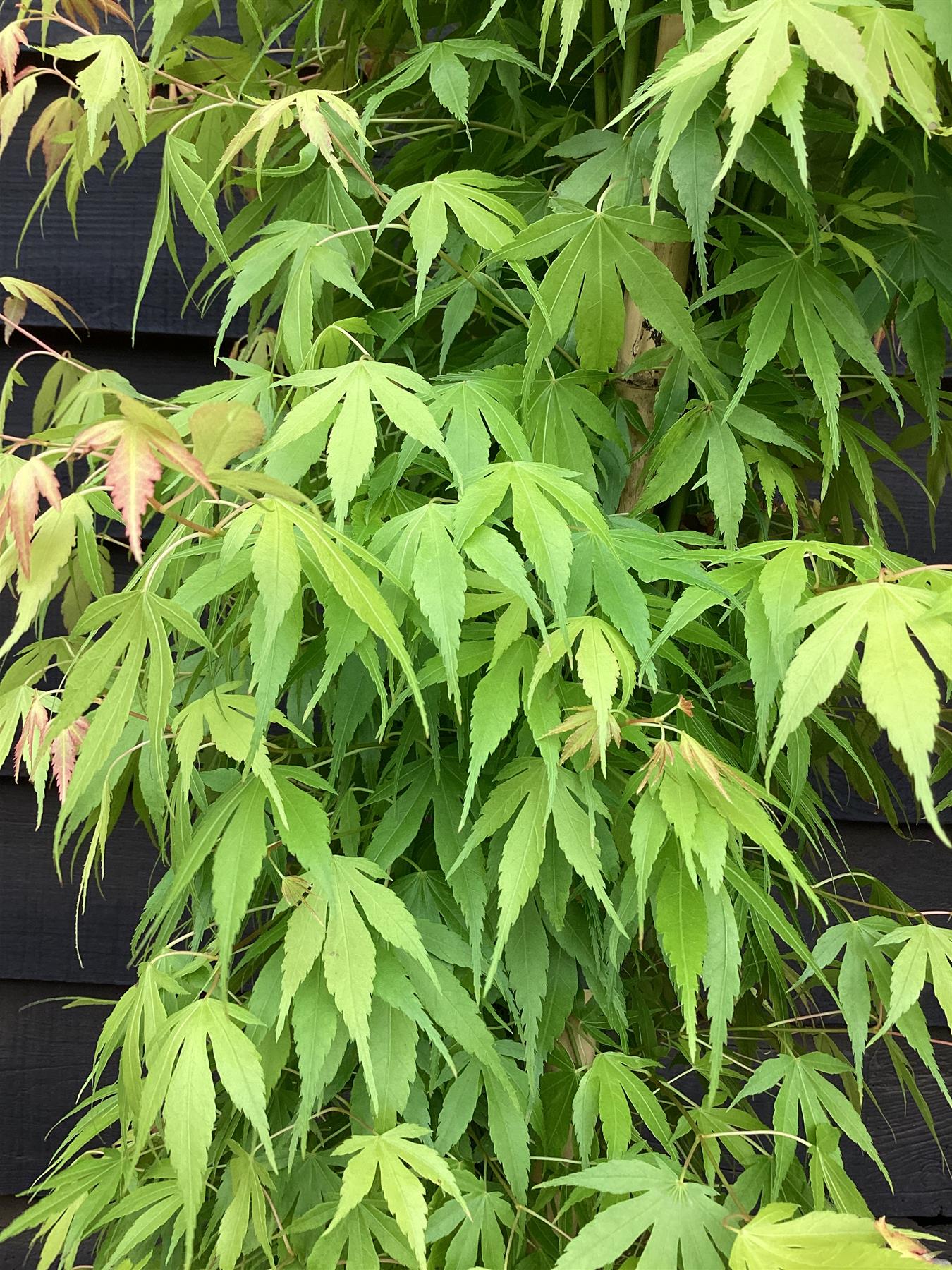 Acer palmatum 'Katsura' | Katsura Japanese Maple - Narrow - 160-180cm - 20lt